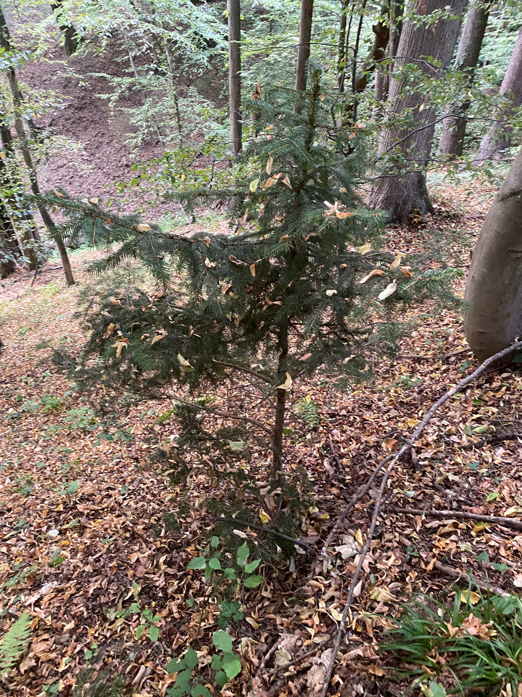 Christbaum