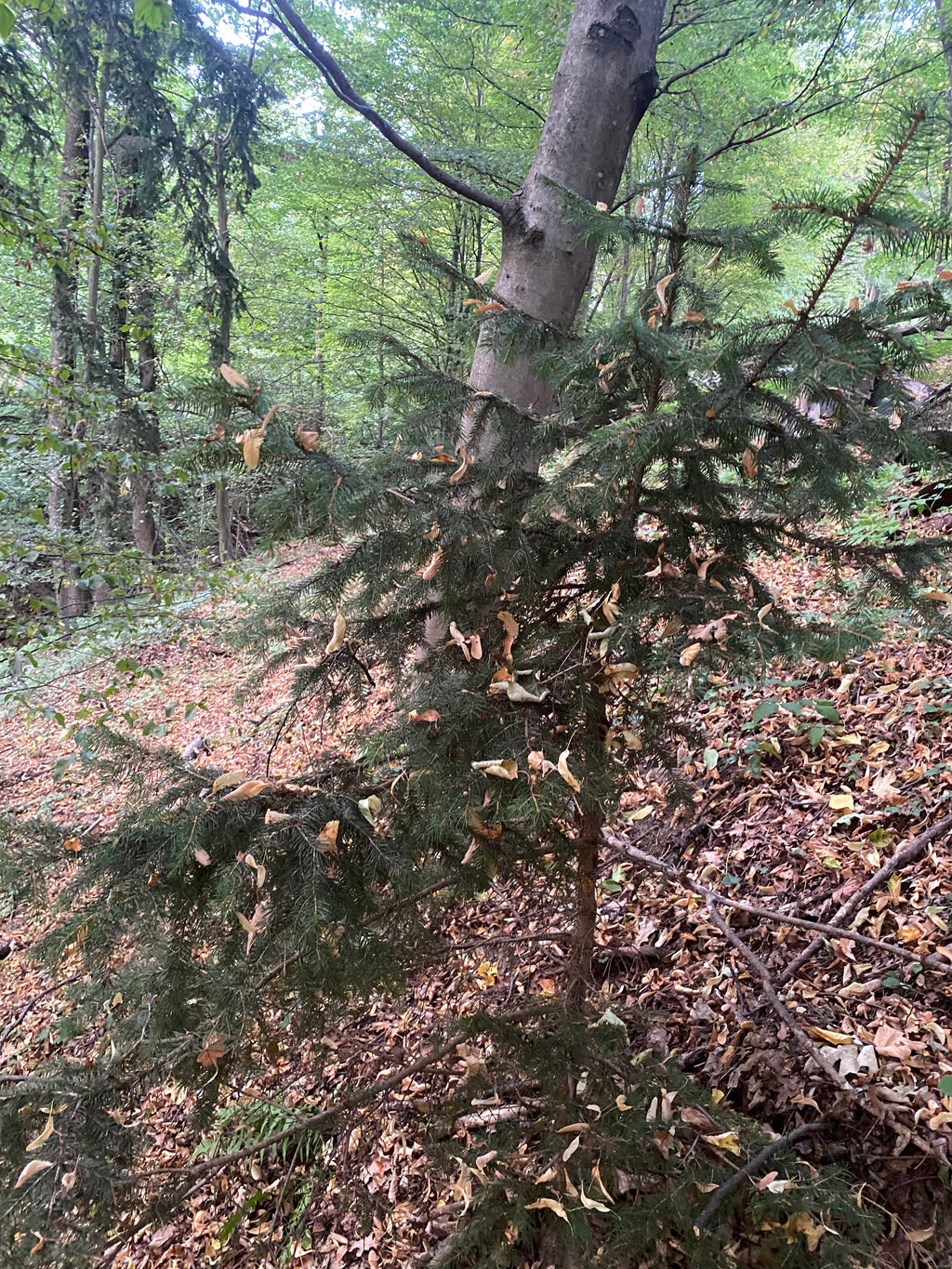 Christbaum