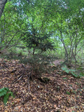 Christbaum