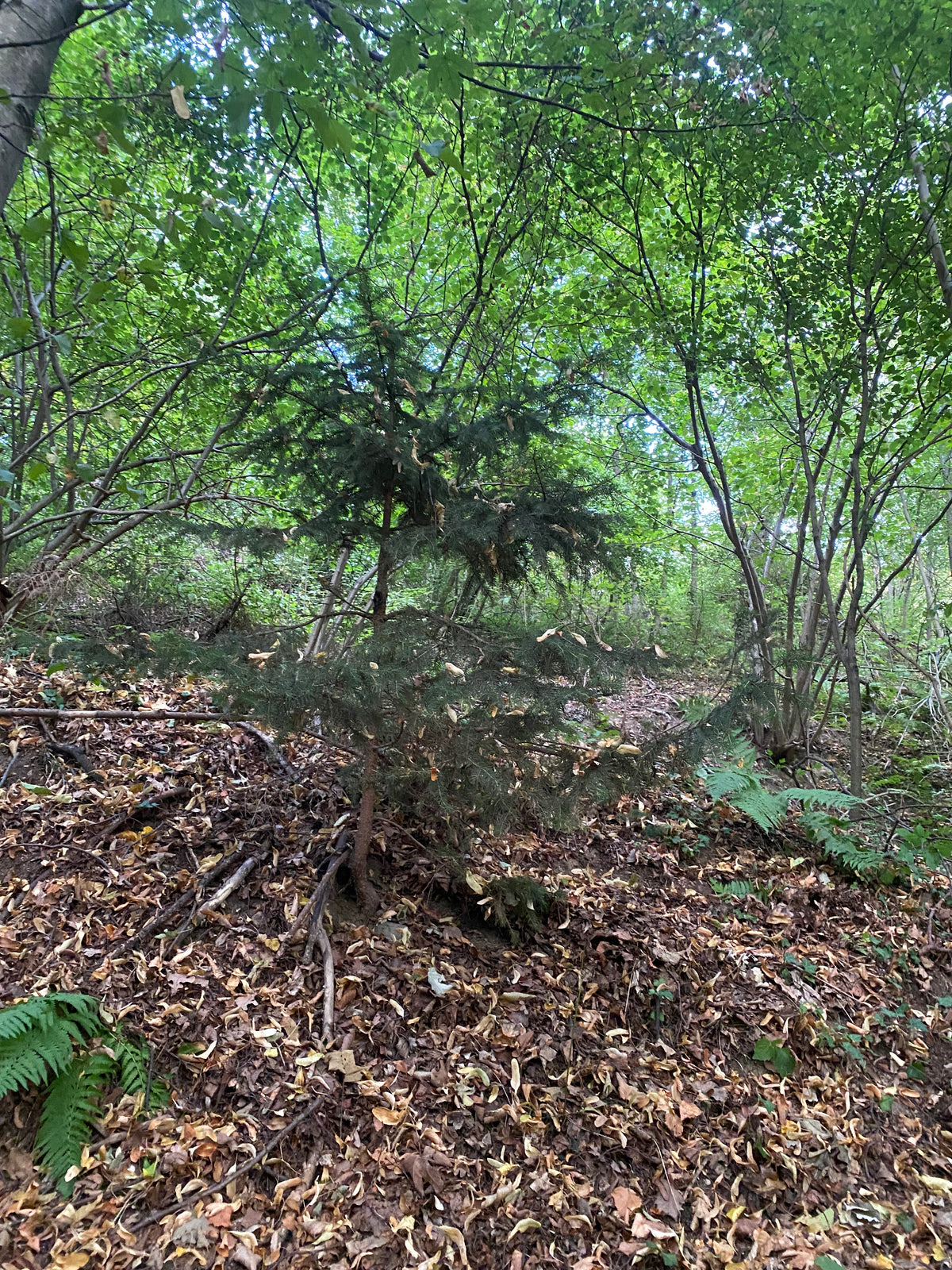 Christbaum