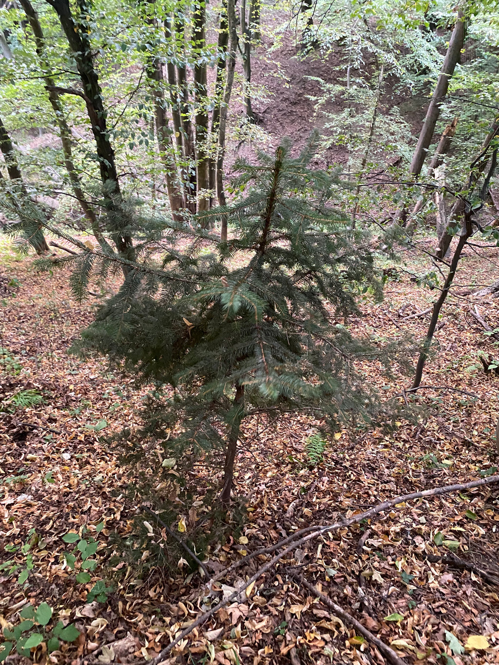 Christbaum