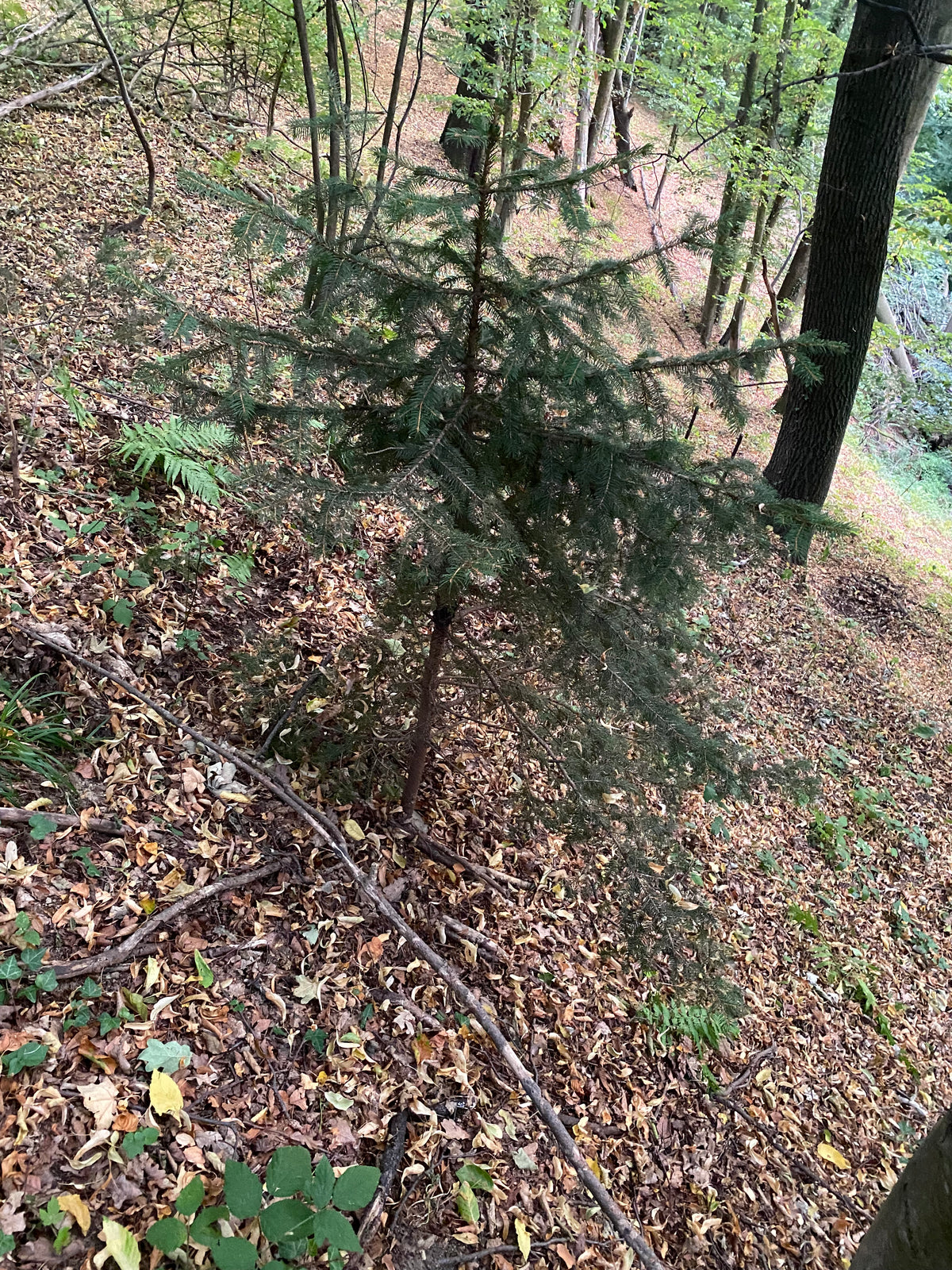 Christbaum