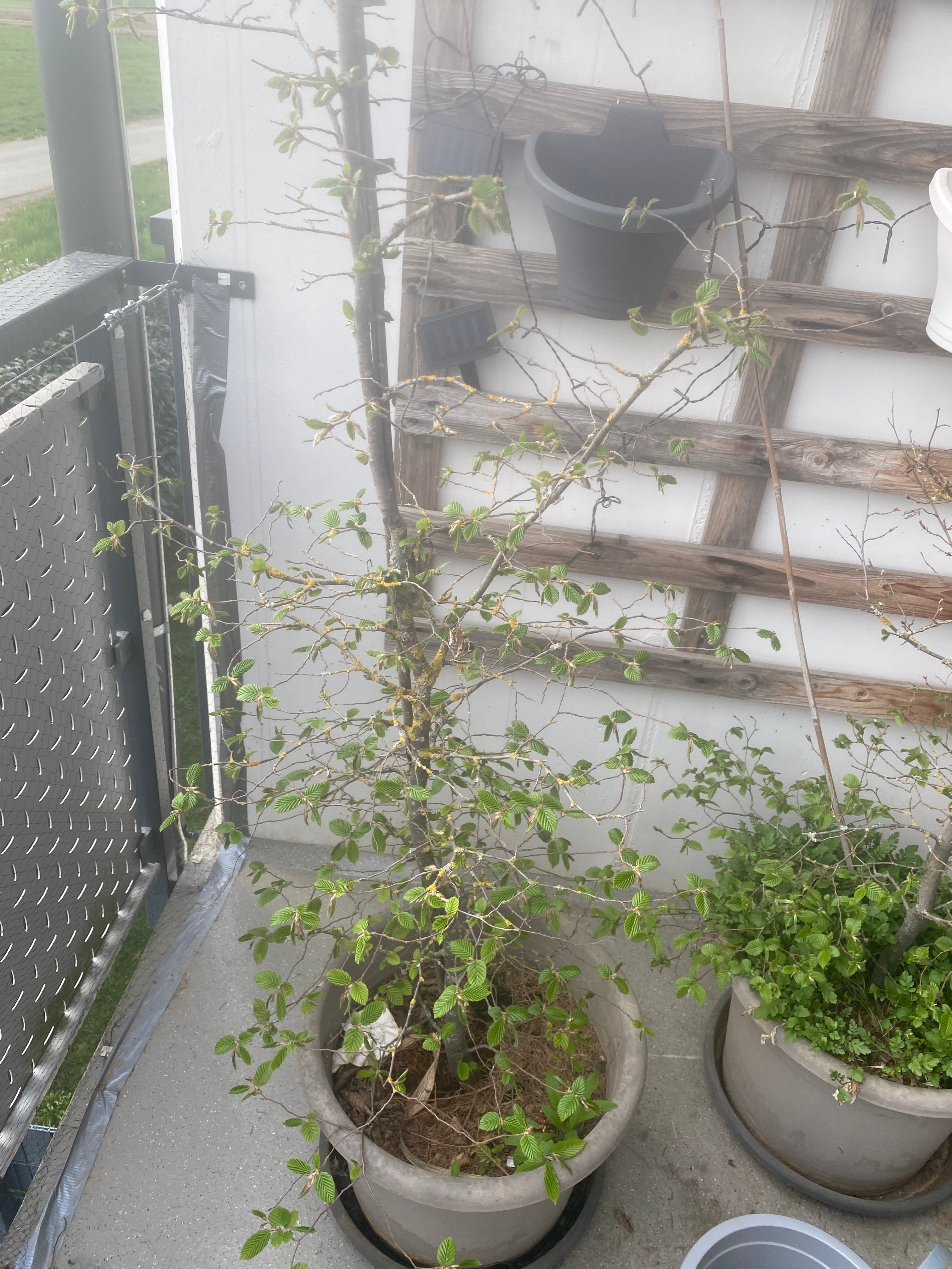 Hainbuche Carpinus Betulus