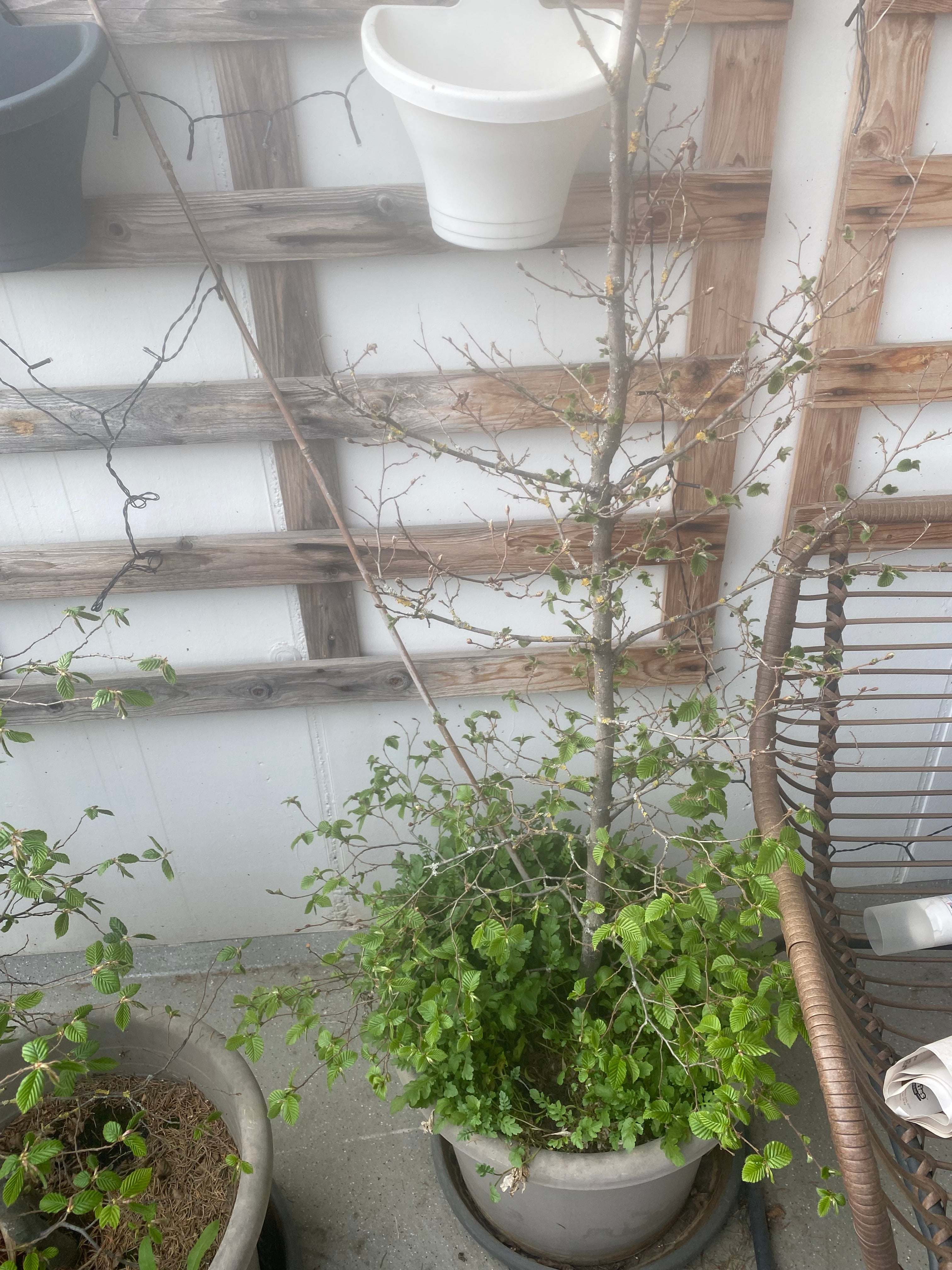 Hainbuche Carpinus Betulus
