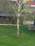 Weißbirke