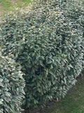 Strauch
