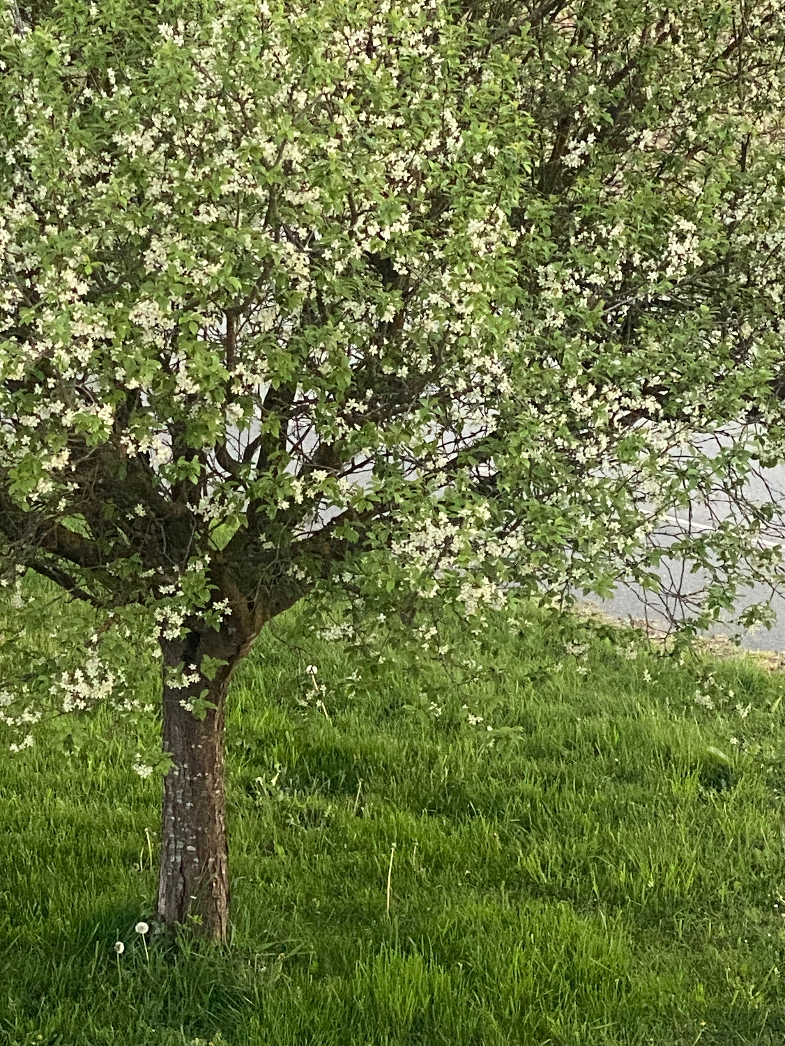 Obstbaum