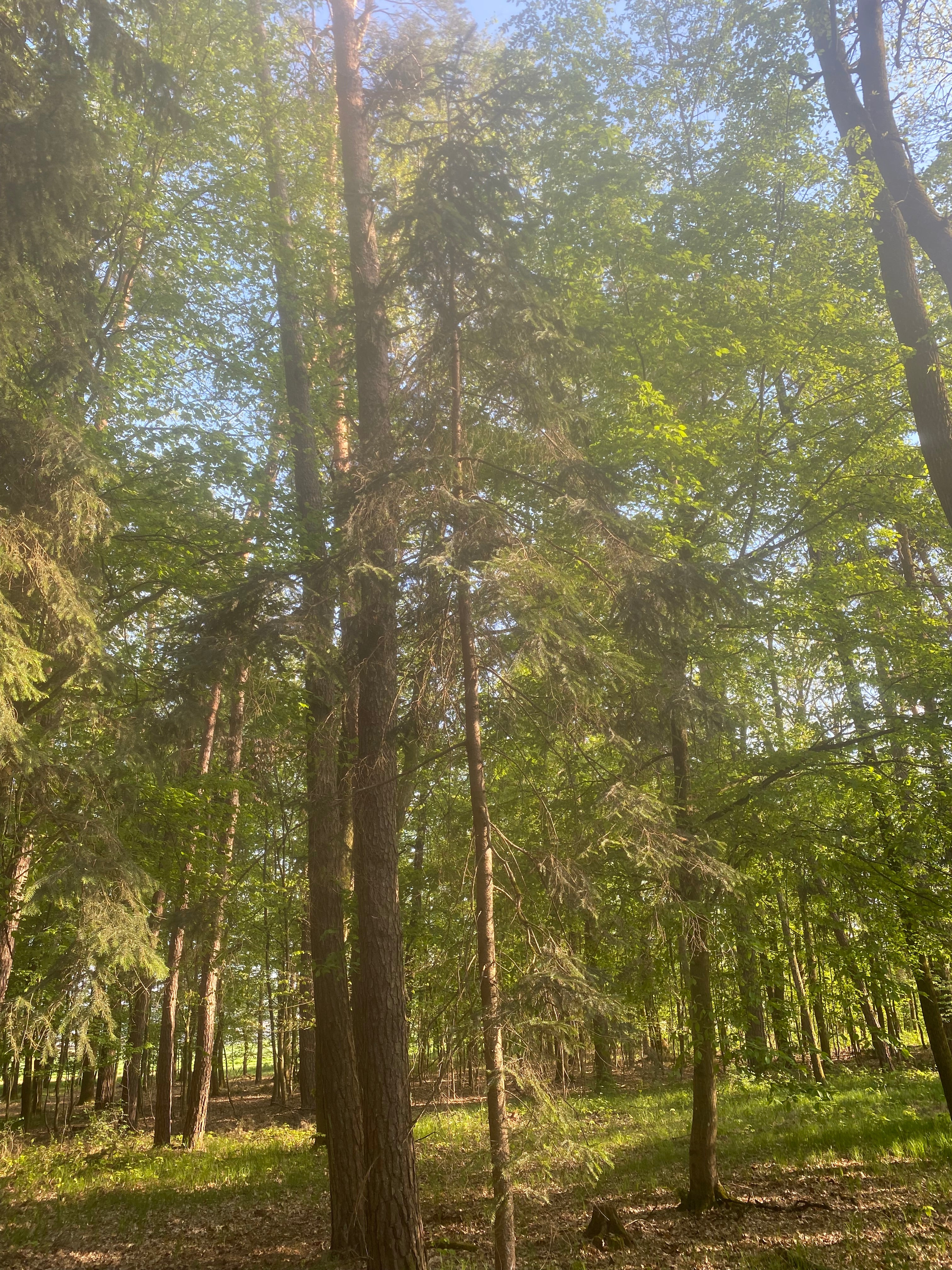 Baum Fichten Wald