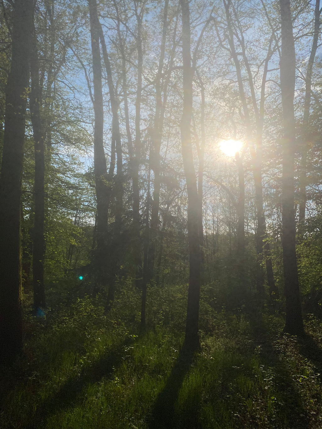 Baum Fichten Wald