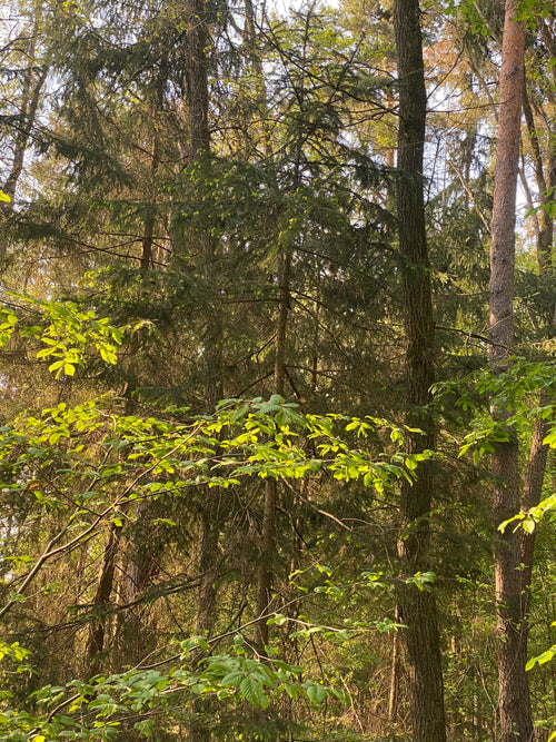 Baum Fichten Wald