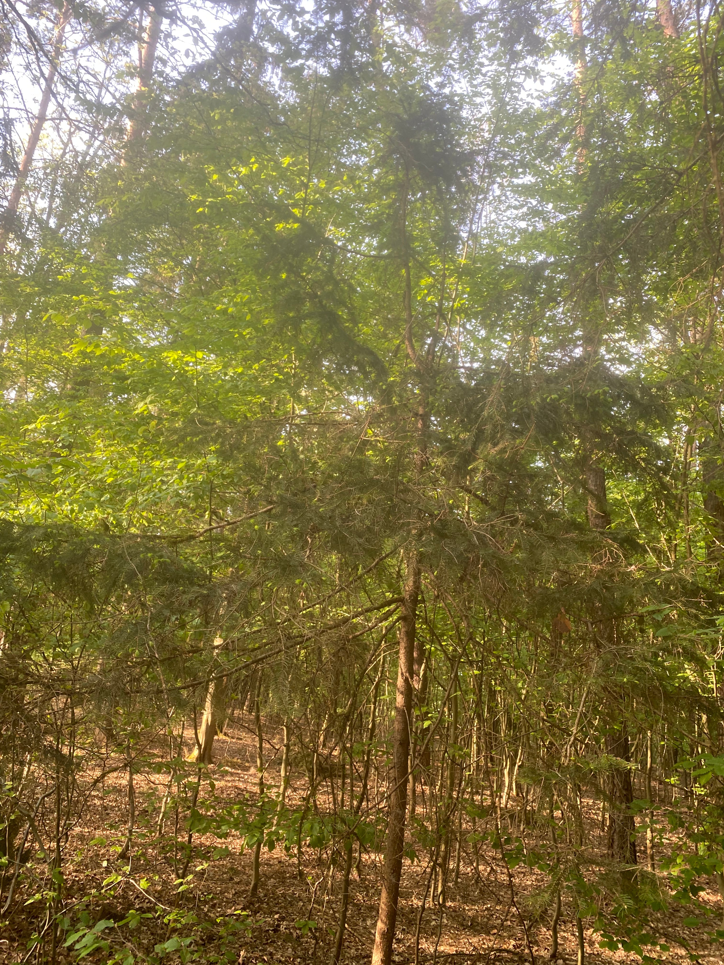 Baum Fichten Wald