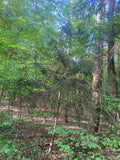 Baum Fichten Wald